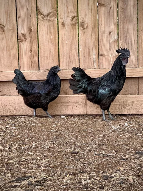 Ayam Cemani Hatching Eggs - 6 Eggs 2