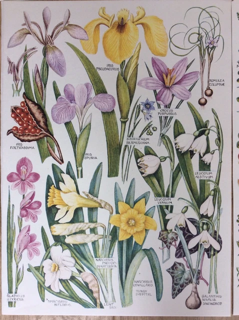 Vintage 1965 Botanical/Wildflower Book Plate Prints X 10