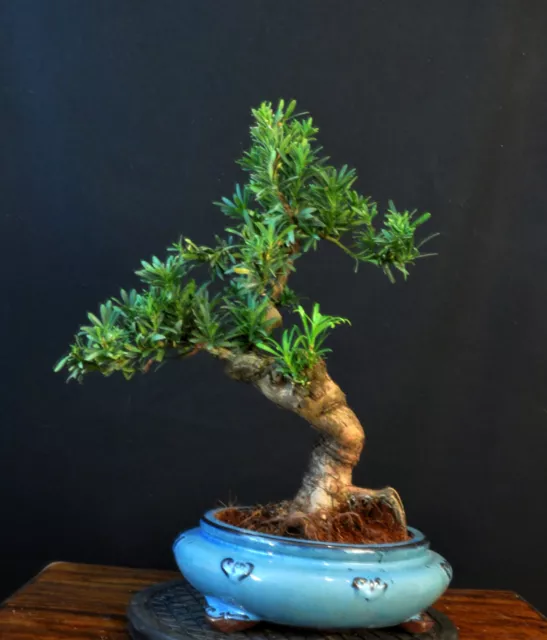 Bonsai Steineibe Podocarpus Macrophylla Kiefer Der Buddhisten Indoor