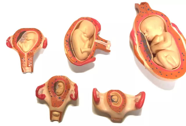 Pregnancy Fetus Models 6 Weeks to 20 Weeks Anatomical Model Healthcare 1990