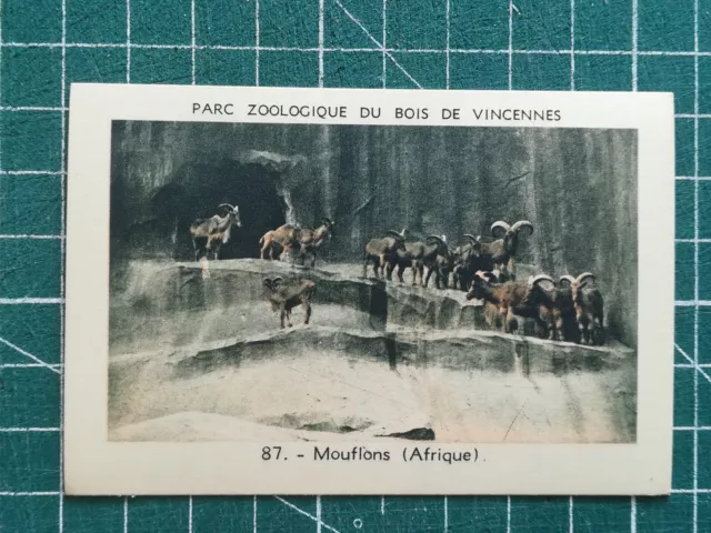 Vr286 chromo parc zoologique de Vincennes Zoo N°87 Mouflons Afrique