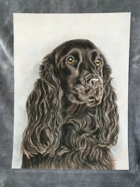 Black English Cocker Spaniel Pastel Painting Artist Tracey Earl 16"x 12"