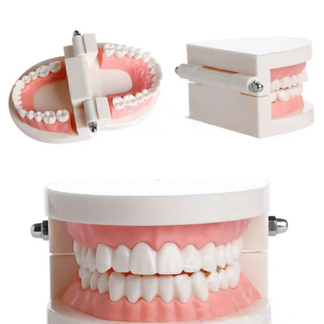 Dental Teaching Study Adult Standard Typodont Demonstration  Teach Dispaly USA