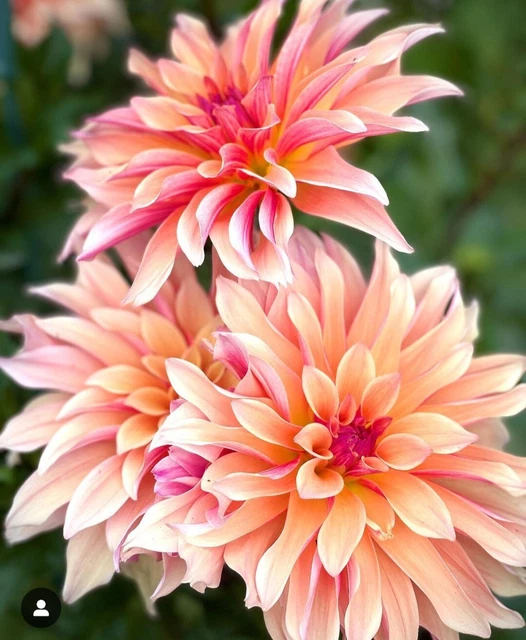 FRENCH CANCAN& DAHLIA PreOrder Ship Spring 20241 Clump Tubers Read