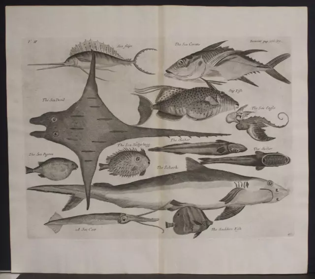 Sea Snipe Sea Corette African Fishes 1732 Kip & Churchill Unusual Antique Plate