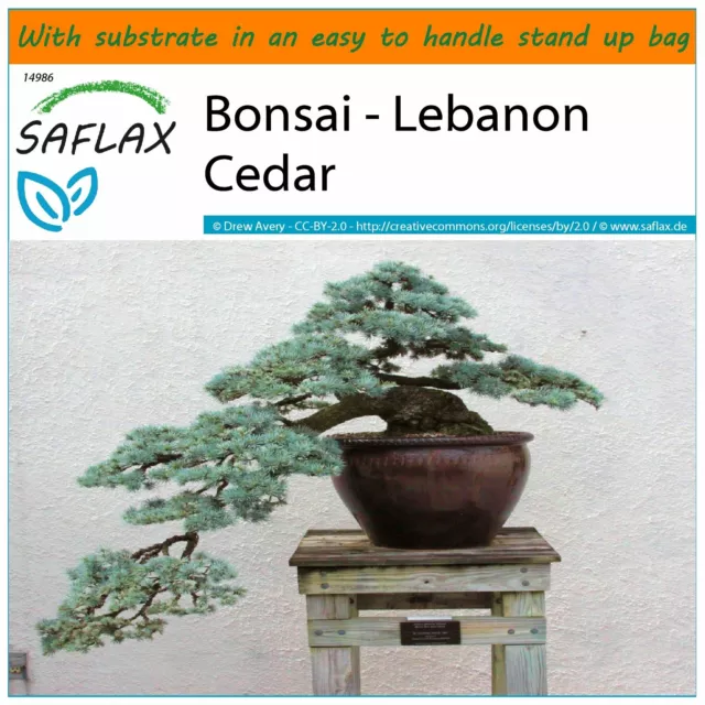 SAFLAX Garden in the Bag - Bonsai - Lebanon Cedar - 20 seeds - Cedrus