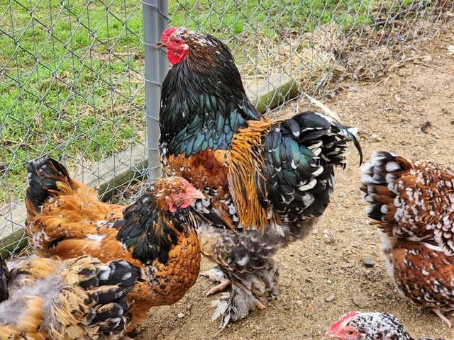 6 Porclene Brahma HATCHING EGGS