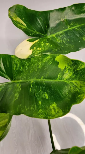 Philodendron 'Burle Marx Variegated' LN16