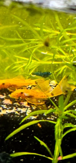 Long Fin Super Red Bristlenose Pleco 1.5''-2''
