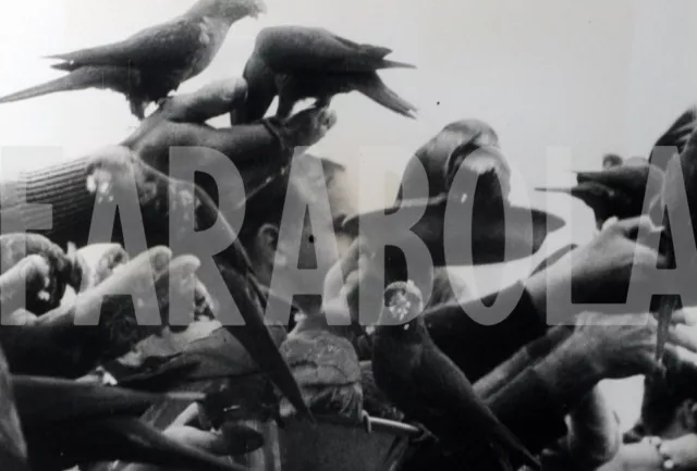 Foto vintage de archivio de Animales, Hotel para Pájaros,Australia,impresión