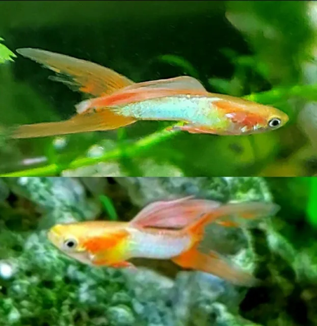 6 + 2 Fry Japan Blue Redfin Double Sword Home Tank Raised Guppy