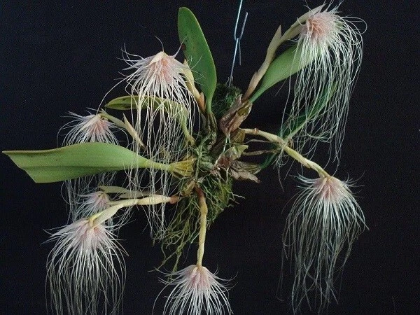 Orchid Orchidee Bulbophyllum medusae, amazing flowers (22 L)