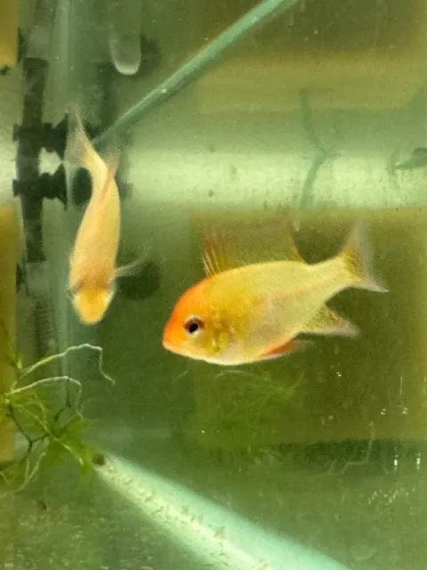 German GOLD Rams. US Bred. Unsexed Group Of 10. 2