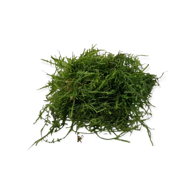 Vesicularia ferriei 'Weeping' - Portion im 500ml Becher Aquarien Moos Pflanze