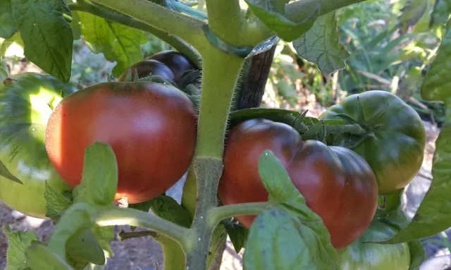 10 graines de tomate Tasmanian Chocolate Dwarf Tomato Project seeds méth.bio 2