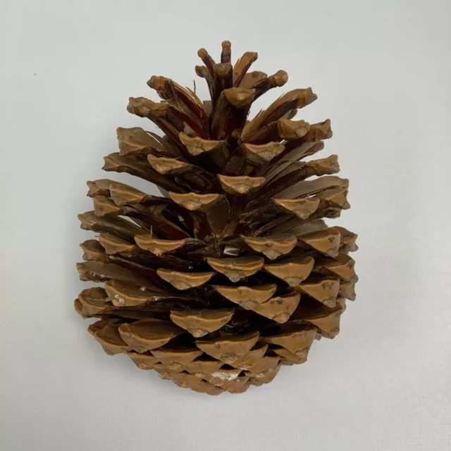 Medium Pine Cones 9 - 12cm Art Floral Craft Wedding Christmas Decoration FREE P