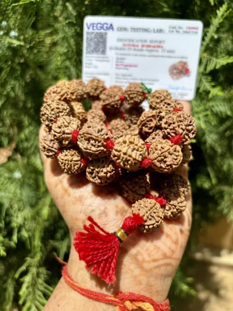 6 grosses perles Mukhi RUDRAKSHA Rudraksh Mala ROSARY 54+1 15 mm CERTIFIÉES... 2