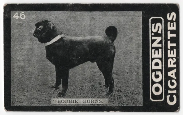 Black Pug Tobacco Card Dog Card 1902 Ogdens Tabs Cigarettes Series D #46