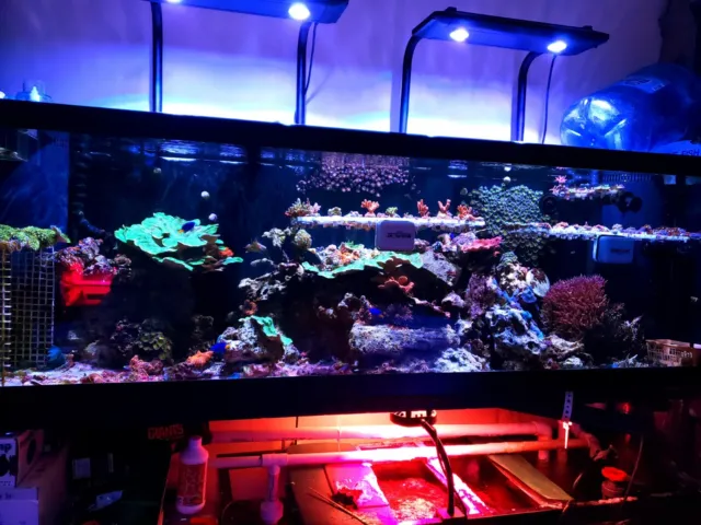 125 Gallon Fish Tank Aquarium Reef Live Corals msrp $1200