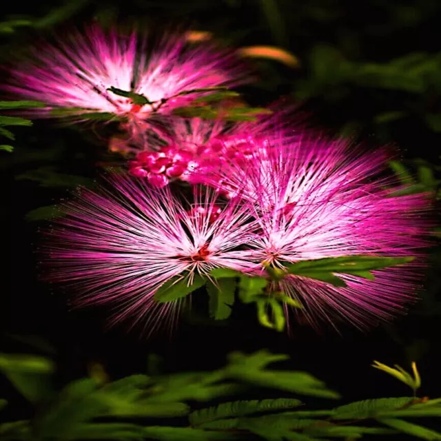 Mimosa Tree Seeds (Albizia julibrissin) Persian Pink Silk Flower Plant Bonsai