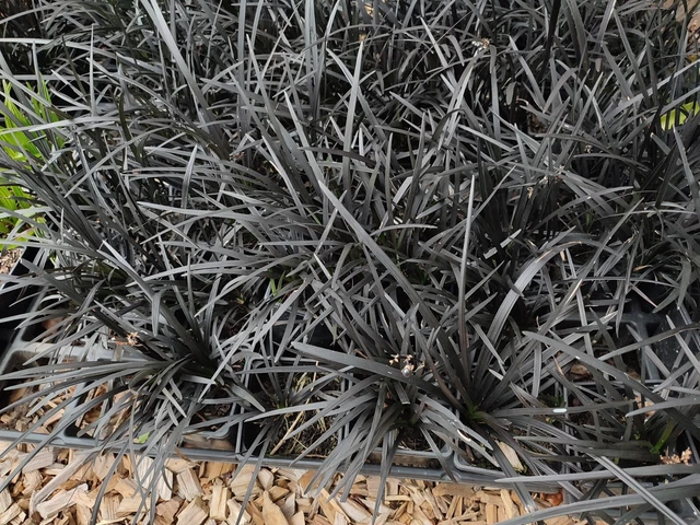 Semi Erba Mondo Nigrescens Nero - Pacco Da 5 Semi Per Prato Decorativo - Foto 10