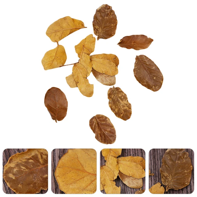 10 confezioni gioielli casa delle bambole fai da te tavolo da pranzo materiale vegetale naturale