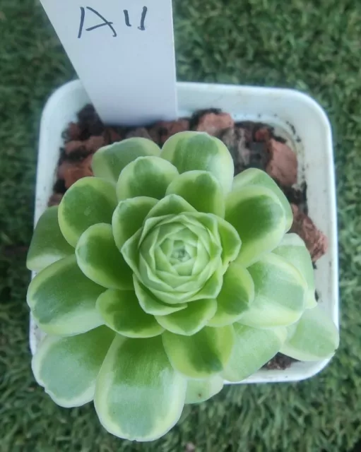 Aeonium Aureum Mountain Rose Variegated  6cm diameter