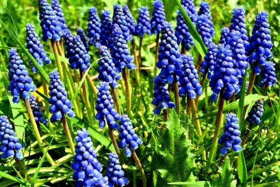 50 Traubenhyazinthen alles große Zwiebeln mit Blüte aus meinem Bauerngarten