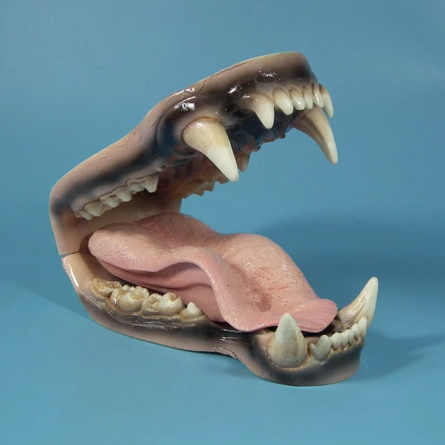 URSIDAE bear tongue jaw teeth veterinary anatomy display study dental  model mus
