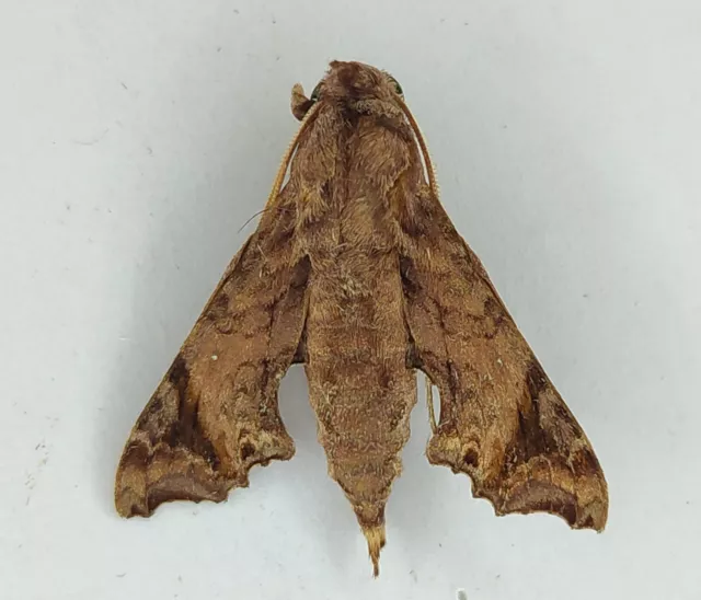 Temnora pseudopylas Sphingidae moth from South Africa