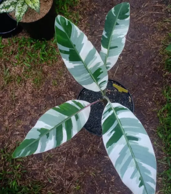 Banana Florida Variegated Free Phytosanitary