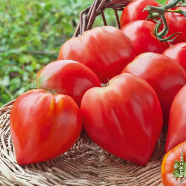 15 graines de tomates cœur de bœuf - méthode BIO - Très Productif