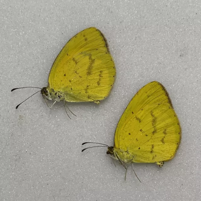 Butterfly - Eurema species - x2 - Mtunguru forest, Tanzania