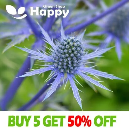 SEA ACEBO FLOR 350 SEMILLAS - Eryngium alpinum - TOLERANTE A LA SEQUÍA PERENNE