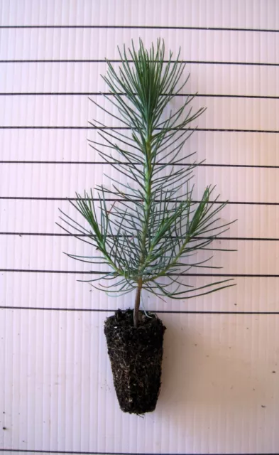 Two Small Japanese Black Pine Live Tree Seedling Garden 2 Plants