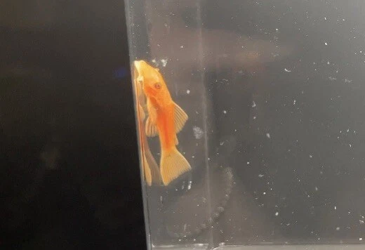 Super-Red Bristlenose Pleco (x6) 1" Live Fresh Water Grown in Aquaponics System 3