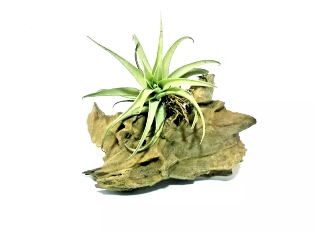 100% Organic Air Plant Holder Timber Bark Home Deco aquarium fish tank Bogwood 2