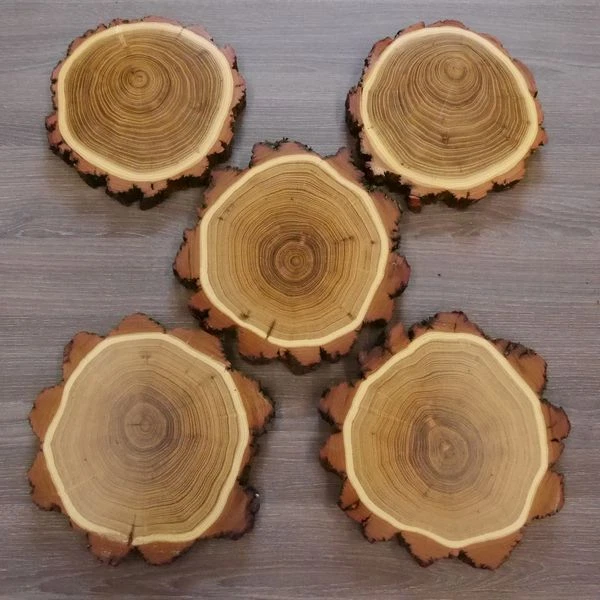 5 Pieza Acacia Jabalí Escudo de Trofeo Placa Brett Jabalí Baumschild Af 16cm