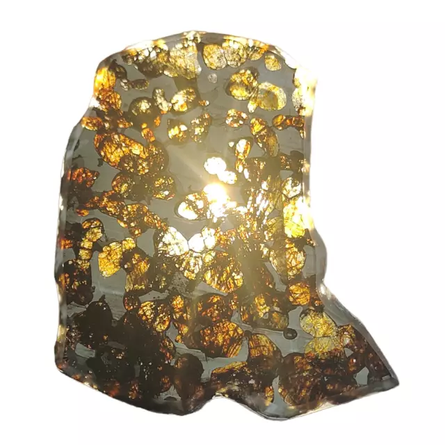 36G Seymchan pallasite Meteorite slice - from Russian QA235