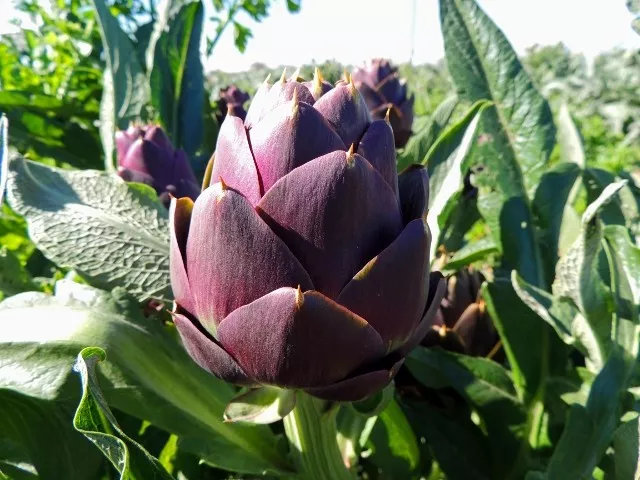 Globe ARTICHOKE Purple of Romagna 12 seeds vegetable garden