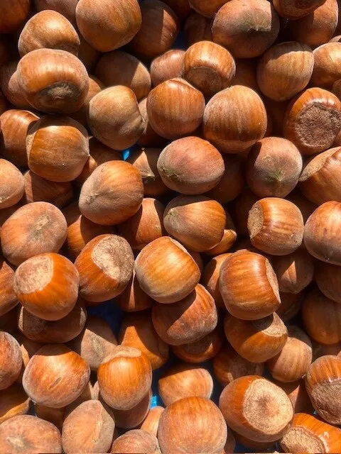 Haselnüsse in der Schale 1 Kg, Frisch 2023 und unbehandelt,  Lager in Olching