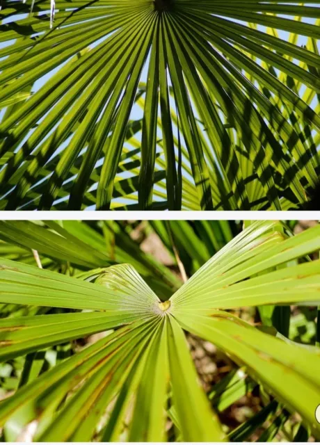 🌴 Palme Trachycarpus Fortunei, Hanfpalme, winterhart bis -18°C  70 - 90cm 🌴 2