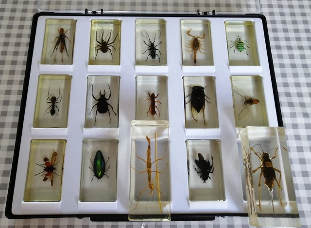 Lot De 27 Insectes Sous Résine - Collection Entomologique, Multicolore, Occasion