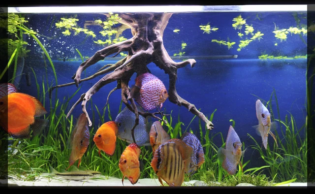 Super White Fish Tank Aquarium Sand  Cichlid / Stingrays/  Discus  42 Lb's 5