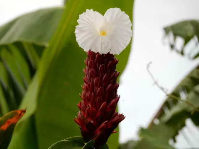 Crepe Ginger - Hellenia speciosa - 5+ seeds - Semillas - Graines - Samen F 169