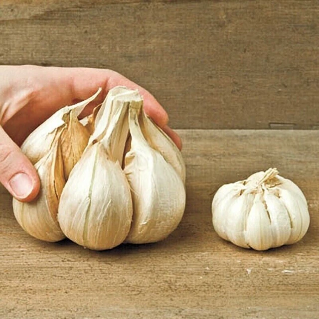 RIESIGER KNOBLAUCH ELEFANTENKNOBLAUCH 50 Samen EUR 1 84 PicClick DE riesiger-knoblauch-elefantenknoblauch-50-samen-eur-1-84-picclick-de