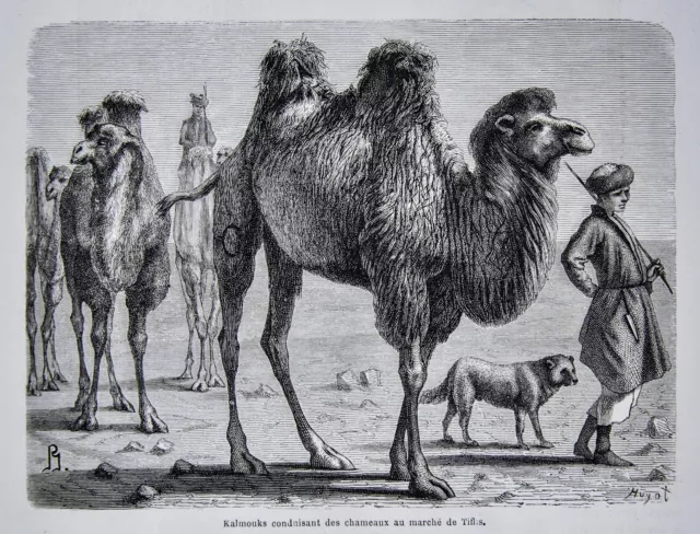 1868 Tour du Monde Print Kalmyk Bactrian Camels Enroute Tiflis Georgia Caucasus 2