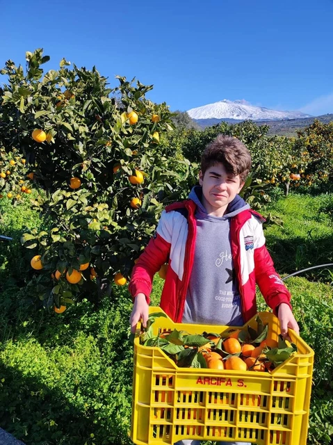 ♥️ ARANCE NAVEL NOVELLINO Etna Sicilia 15 kg bio cat 1 da spremuta marmellata 🍊