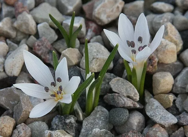 COLCHICUM ASTERANTHUM - WHITE FLOWERS small species WINTER FLOWERS flwg sz corms