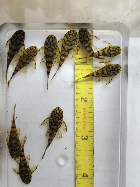 6 L519 Rio Intenez Pleco . Includes overnight shipping